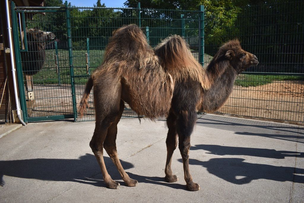 Křtiny velbloudice Aiko z plzeňské zoo(foto: A. Jarošová, 17.9.2019)