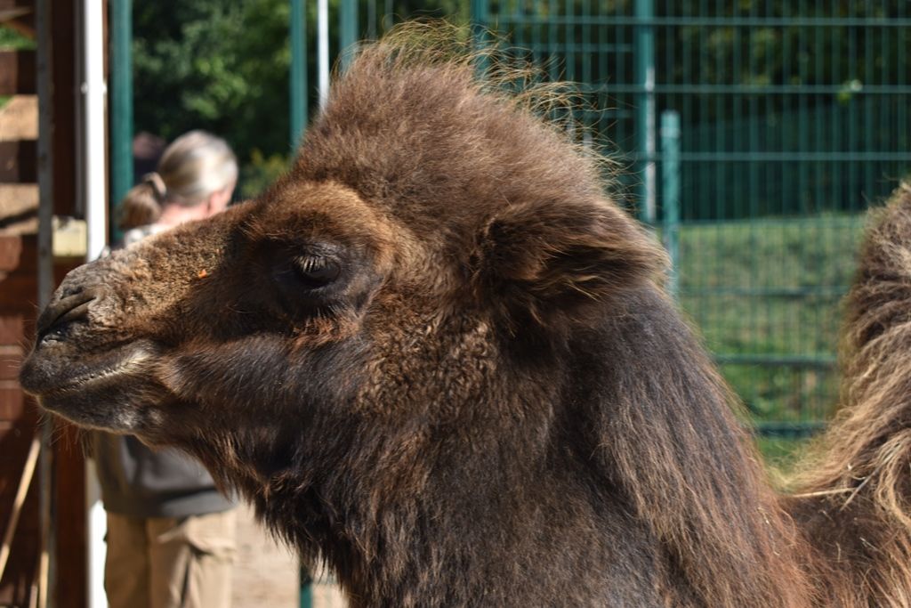 Křtiny velbloudice Aiko z plzeňské zoo(foto: A. Jarošová, 17.9.2019)