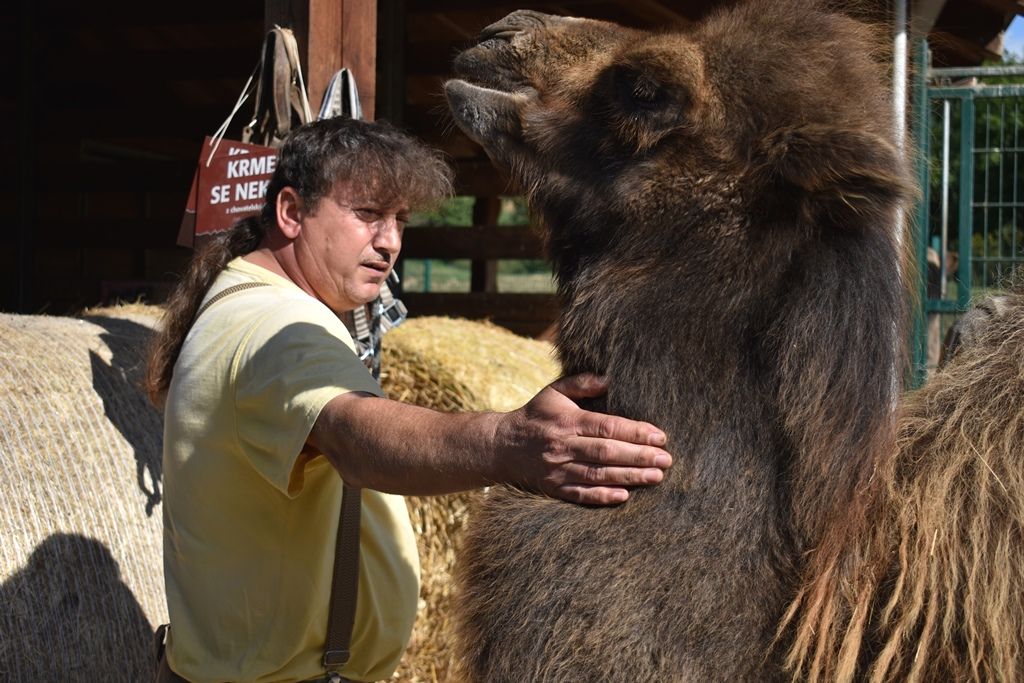 Křtiny velbloudice Aiko z plzeňské zoo(foto: A. Jarošová, 17.9.2019)