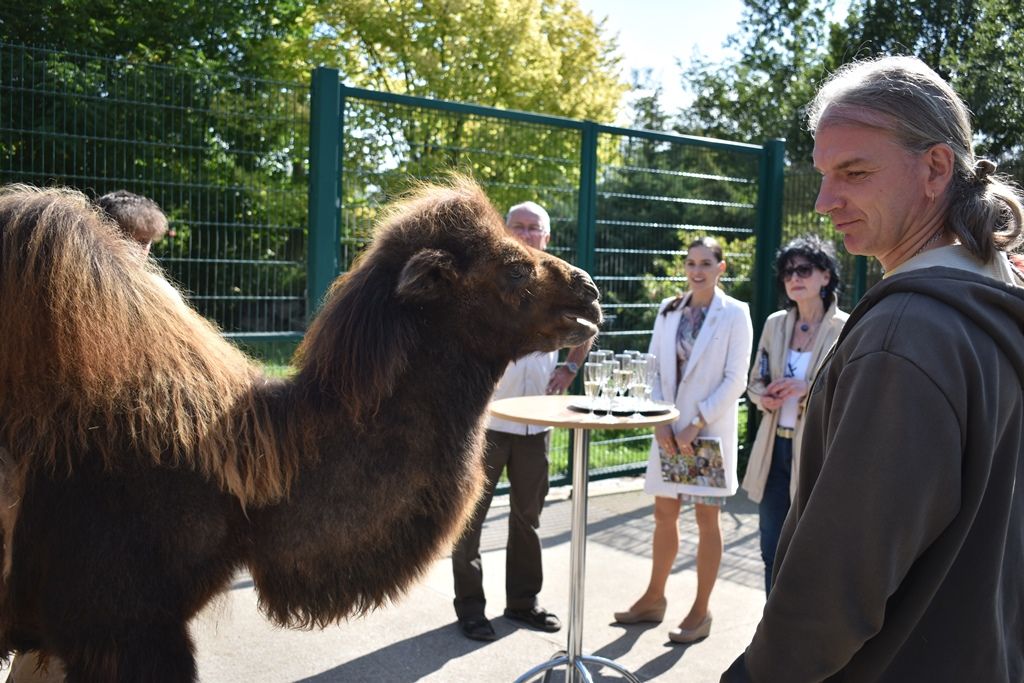 Křtiny velbloudice Aiko z plzeňské zoo(foto: A. Jarošová, 17.9.2019)