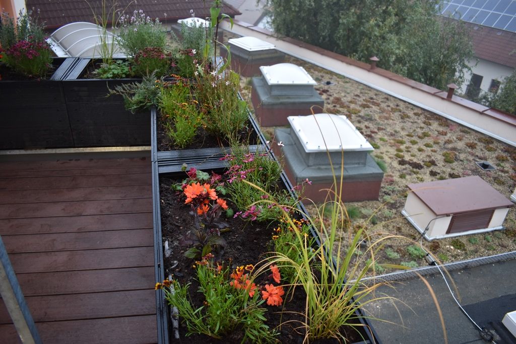 Tyršova ZŠ a MŠ v Plzni Černicích má zelenou střechu (foto: A. Jarošová, 21.10.2019)