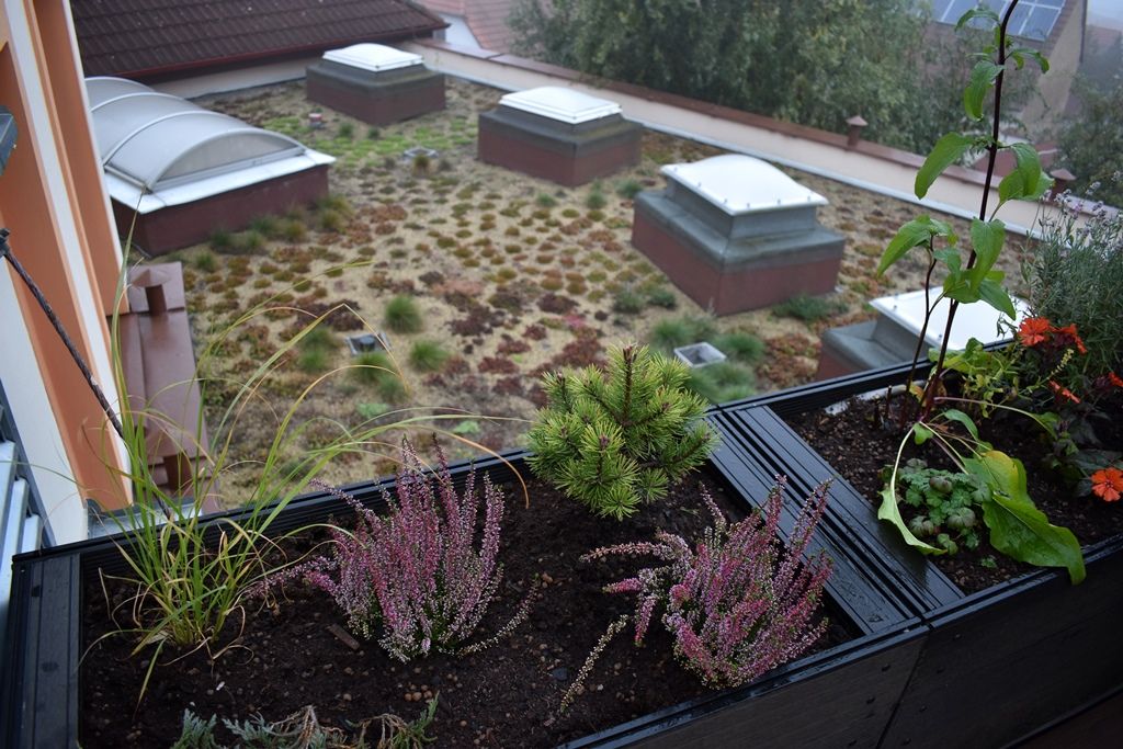 Tyršova ZŠ a MŠ v Plzni Černicích má zelenou střechu (foto: A. Jarošová, 21.10.2019)