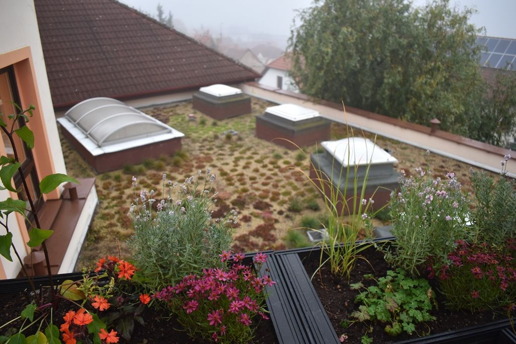 Tyršova ZŠ a MŠ v Plzni Černicích má zelenou střechu (foto: A. Jarošová, 21.10.2019)
