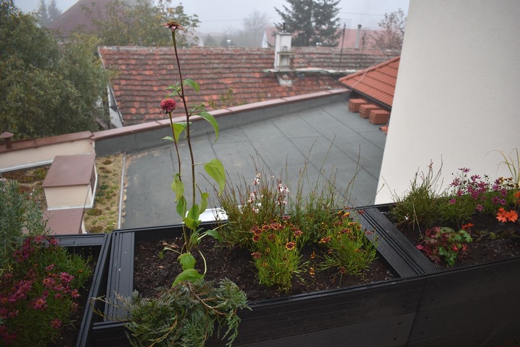 Tyršova ZŠ a MŠ v Plzni Černicích má zelenou střechu (foto: A. Jarošová, 21.10.2019)