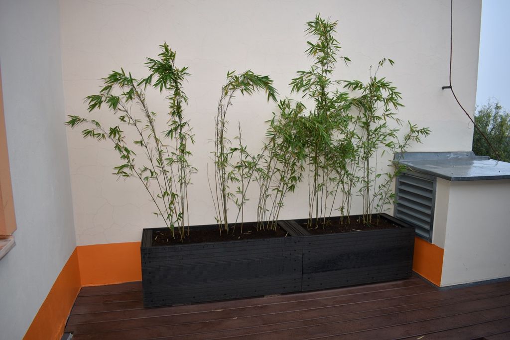 Tyršova ZŠ a MŠ v Plzni Černicích má zelenou střechu (foto: A. Jarošová, 21.10.2019)