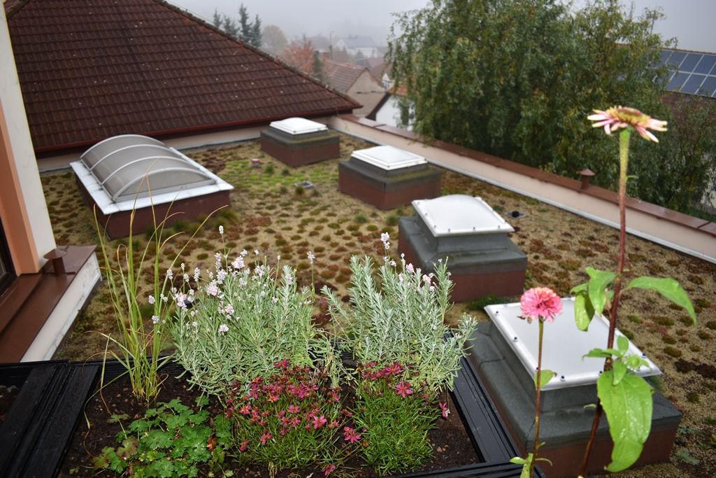 Tyršova ZŠ a MŠ v Plzni Černicích má zelenou střechu (foto: A. Jarošová, 21.10.2019)