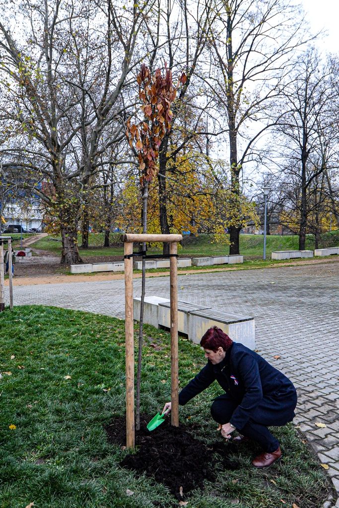 Radovánek zasadil druhou sakuru na dalších 100 let republiky (foto: M. Pecuch, 20.11.2019)