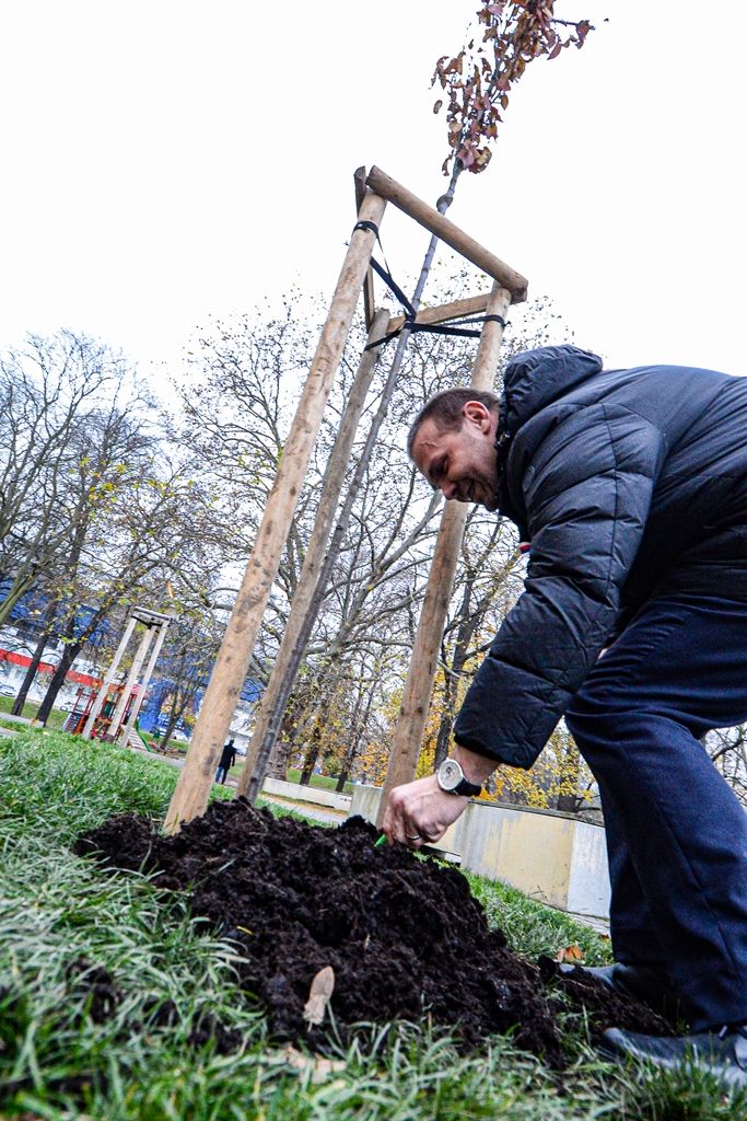Radovánek zasadil druhou sakuru na dalších 100 let republiky (foto: M. Pecuch, 20.11.2019)