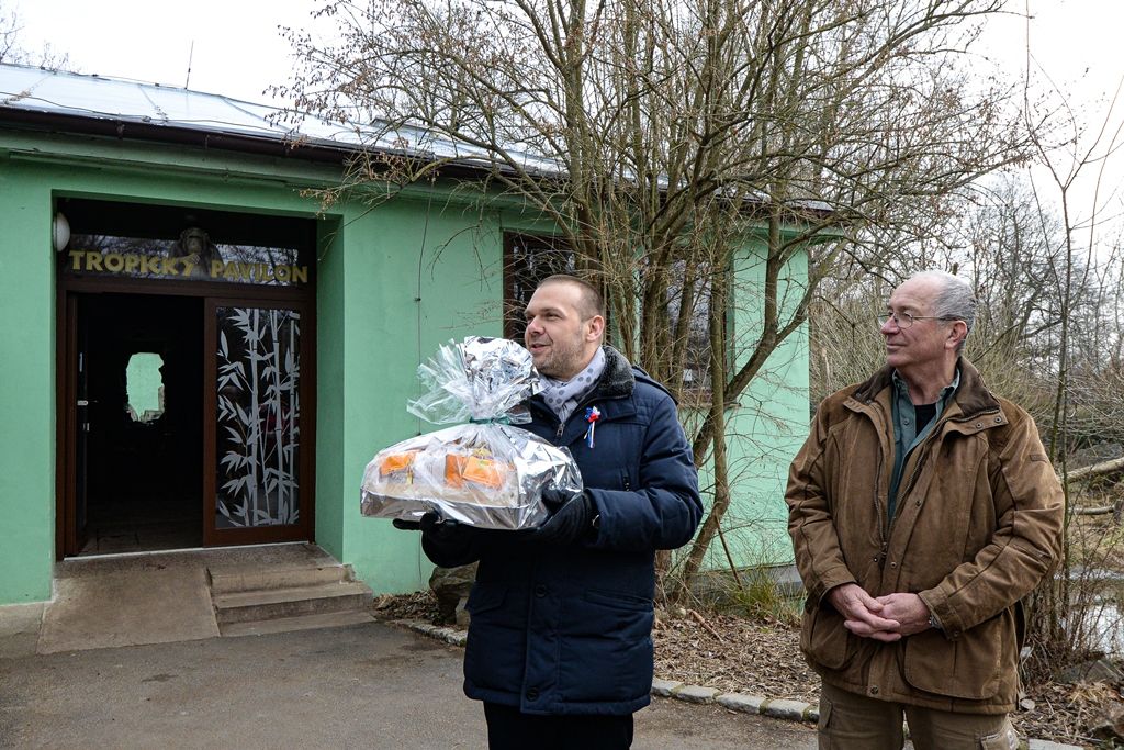 Novoroční samička šimpanze dostala jméno Caila (foto: M. Pecuch, 7.2.2020)