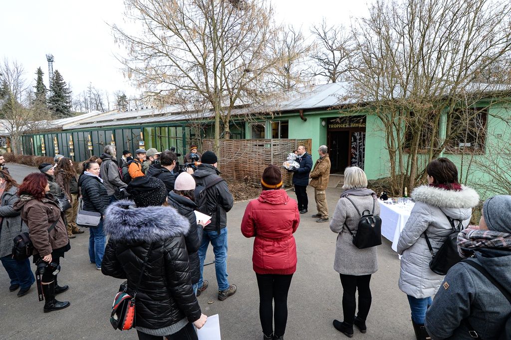 Novoroční samička šimpanze dostala jméno Caila (foto: M. Pecuch, 7.2.2020)