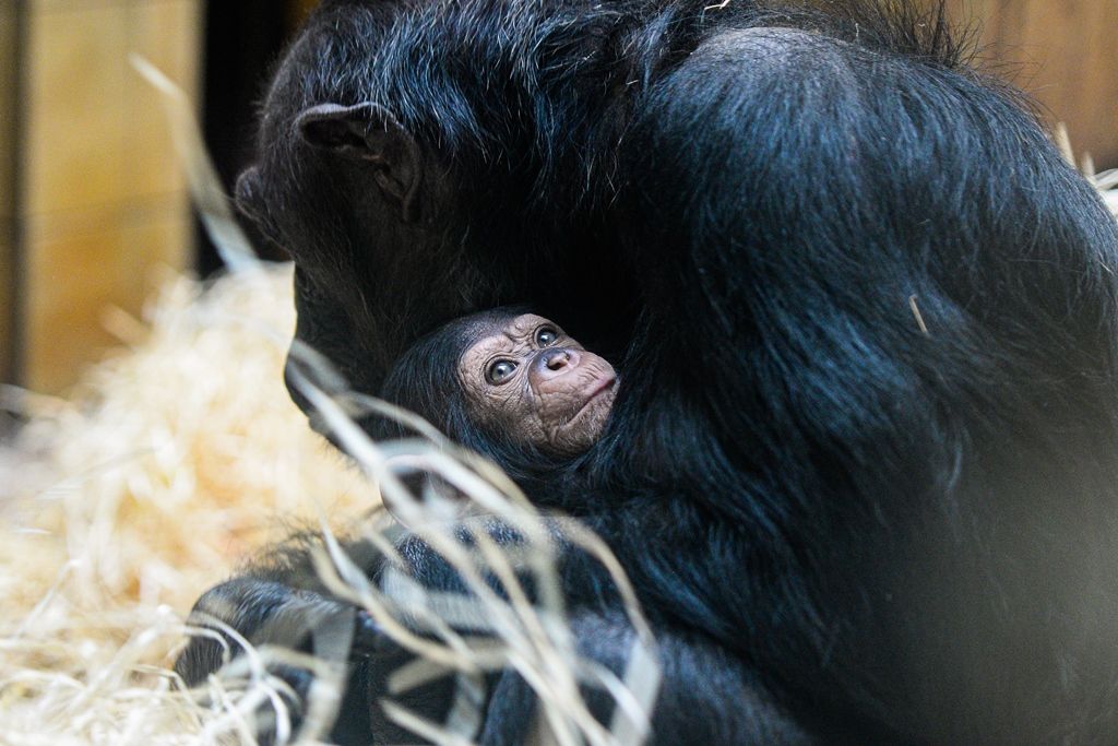 Novoroční samička šimpanze dostala jméno Caila (foto: M. Pecuch, 7.2.2020)