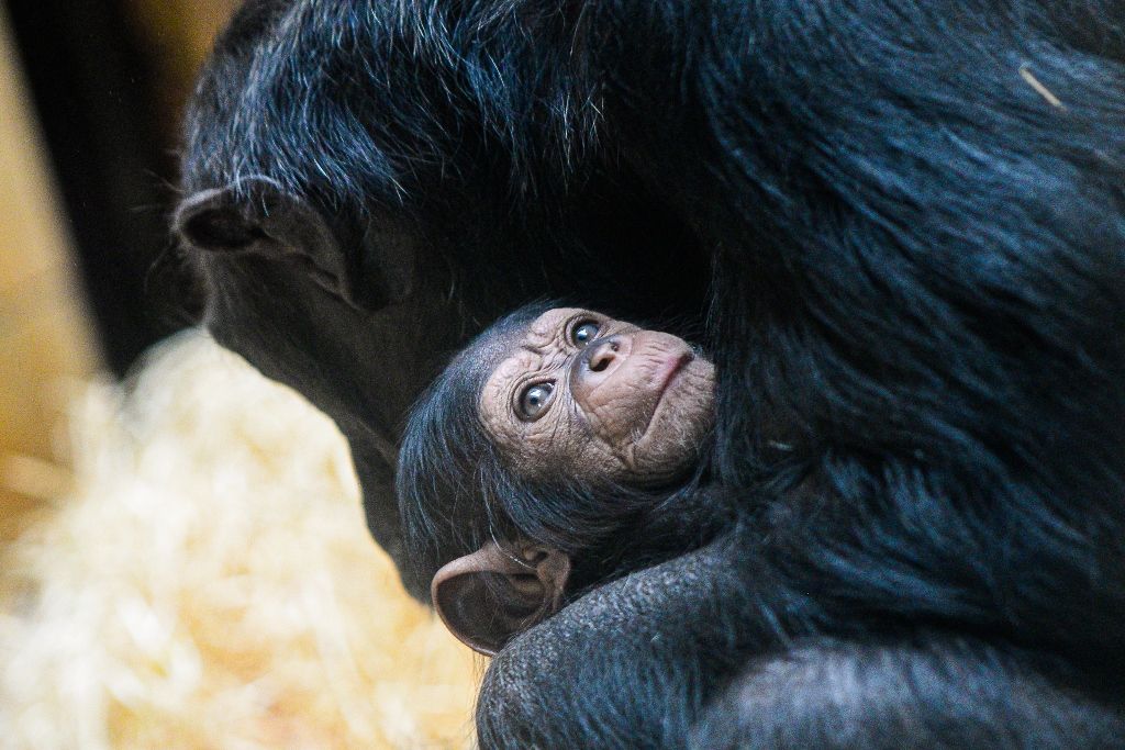 Novoroční samička šimpanze dostala jméno Caila