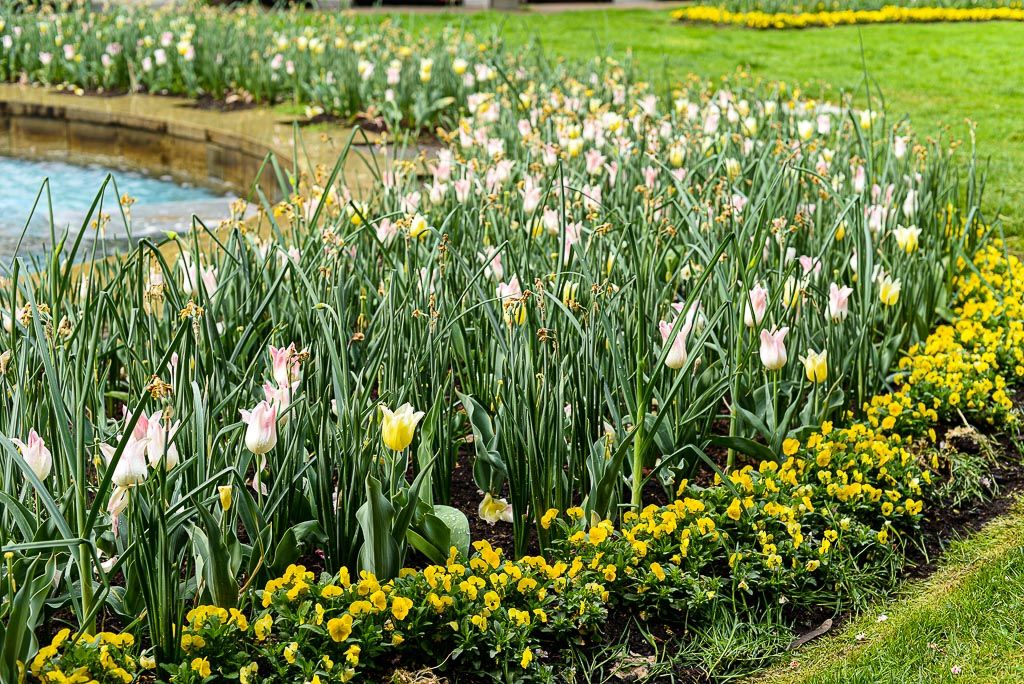 Květiny v městském sadovém okruhu (foto: M. Pecuch, 30.4.2020)