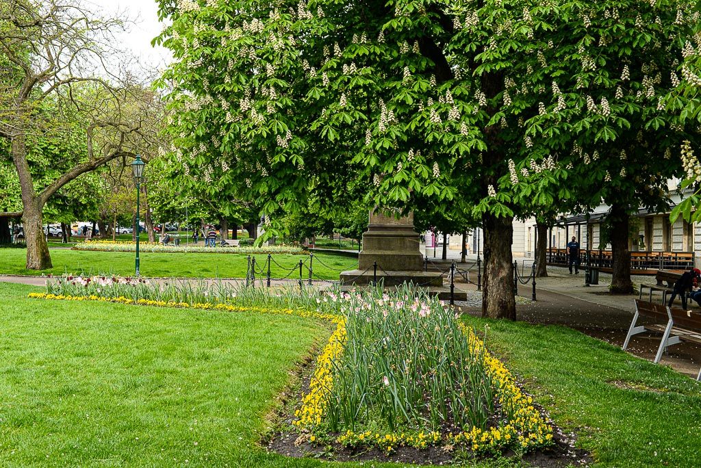 Květiny v městském sadovém okruhu (foto: M. Pecuch, 30.4.2020)
