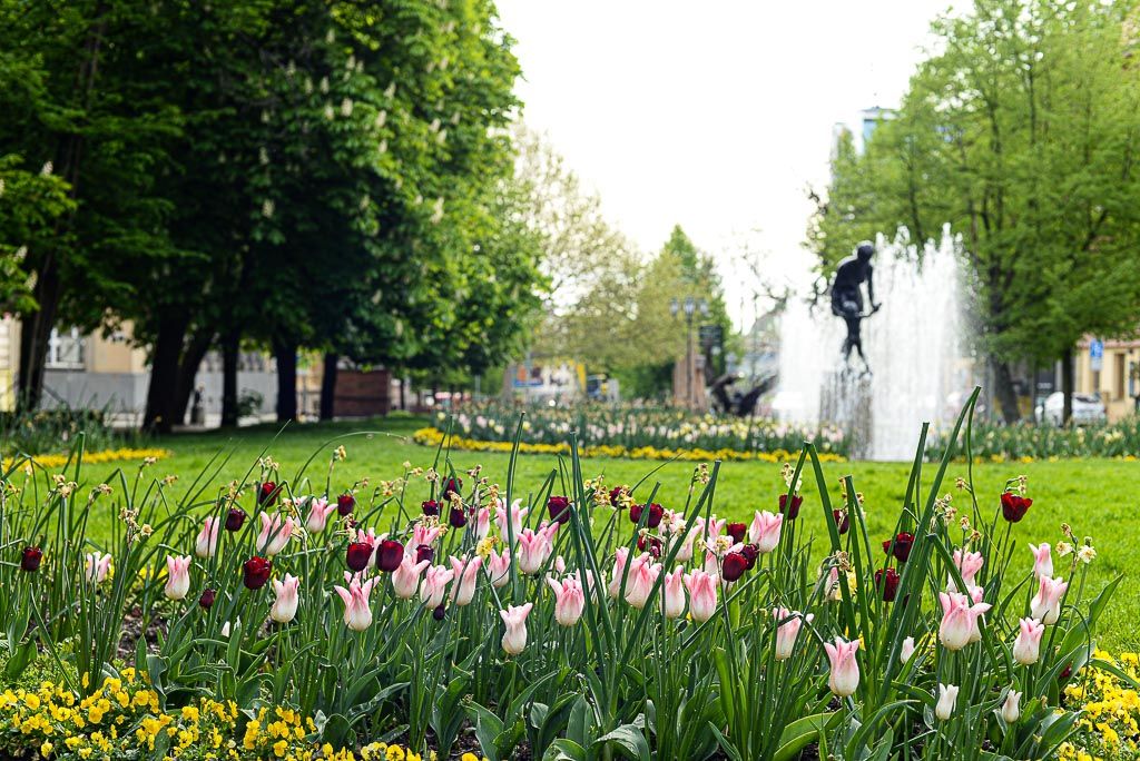 Květiny v městském sadovém okruhu (foto: M. Pecuch, 30.4.2020)