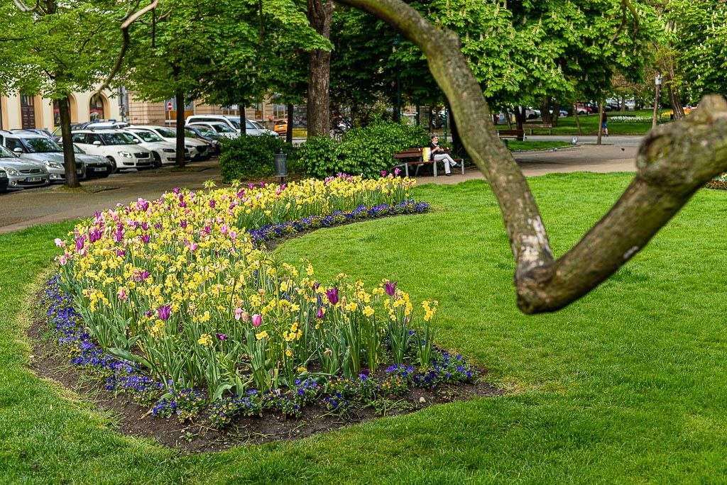 Květiny v městském sadovém okruhu (foto: M. Pecuch, 30.4.2020)