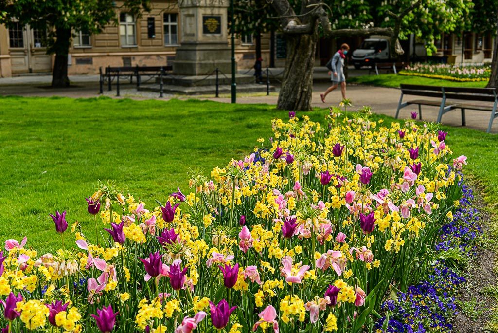 Květiny v městském sadovém okruhu