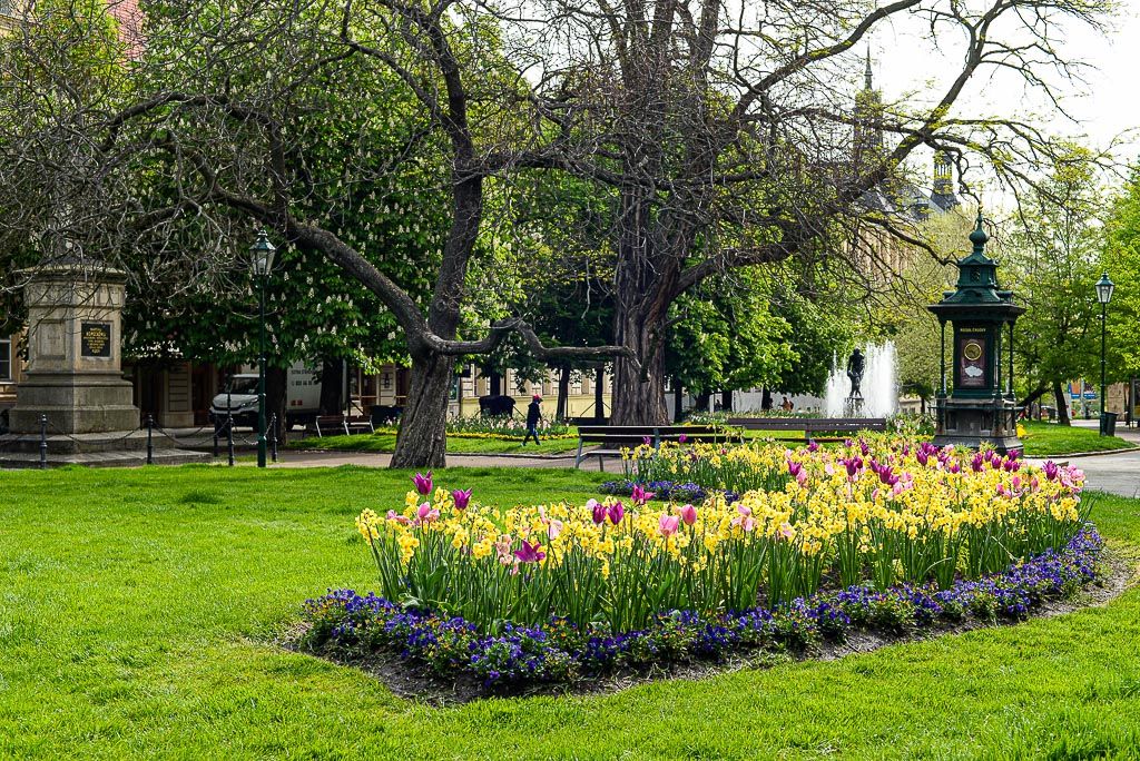 Květiny v městském sadovém okruhu (foto: M. Pecuch, 30.4.2020)