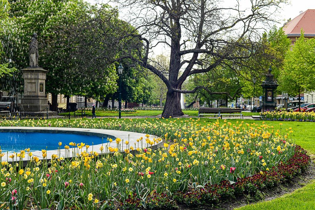 Květiny v městském sadovém okruhu (foto: M. Pecuch, 30.4.2020)