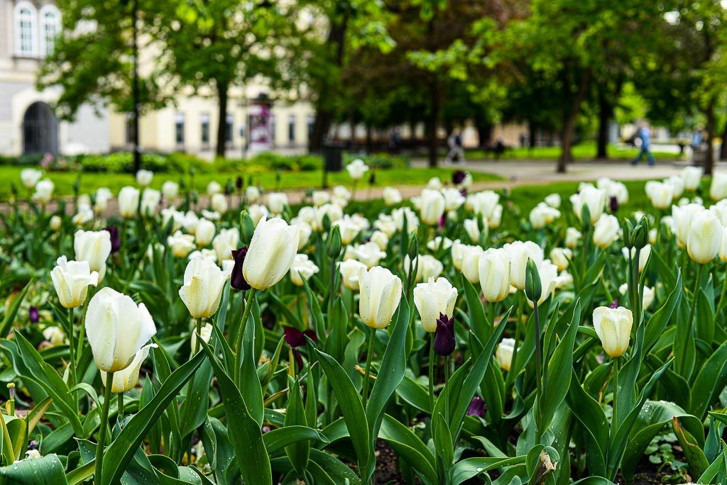 Květiny v městském sadovém okruhu (foto: M. Pecuch, 30.4.2020)