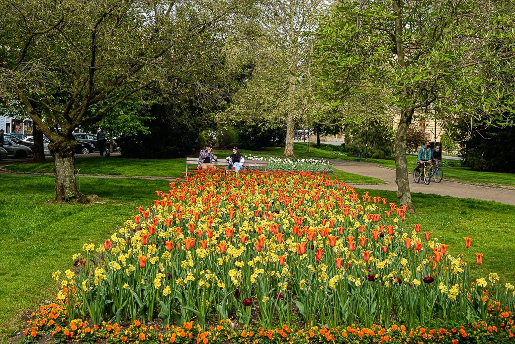 Květiny v městském sadovém okruhu (foto: M. Pecuch, 30.4.2020)