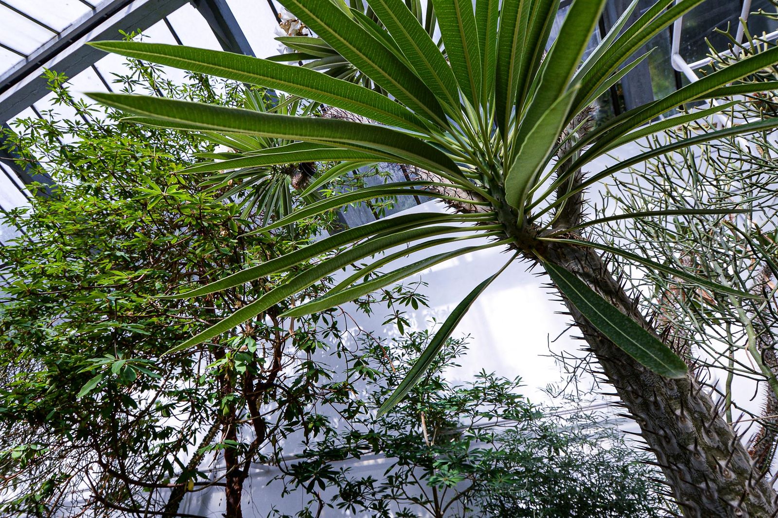 Zoo Plzeň otevřela novou botanickou expozici (foto: M. Pecuch, 4.9.2020)