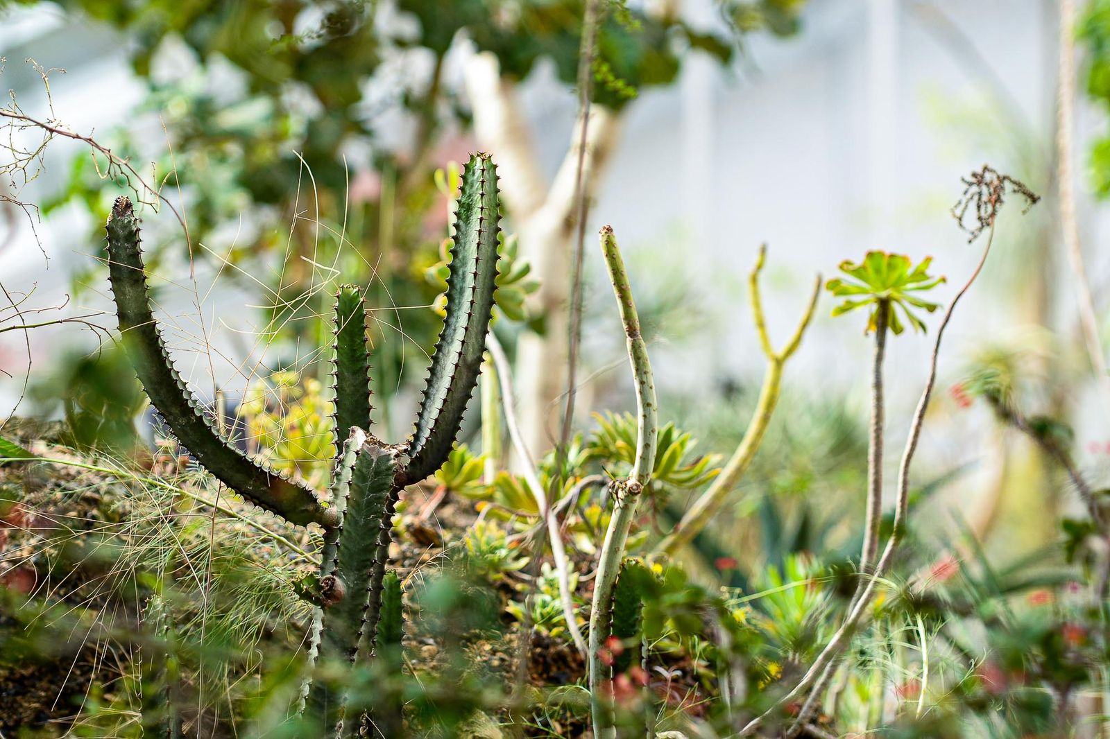 Zoo Plzeň otevřela novou botanickou expozici (foto: M. Pecuch, 4.9.2020)