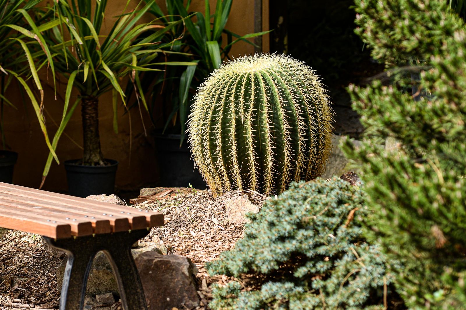 Zoo Plzeň otevřela novou botanickou expozici (foto: M. Pecuch, 4.9.2020)