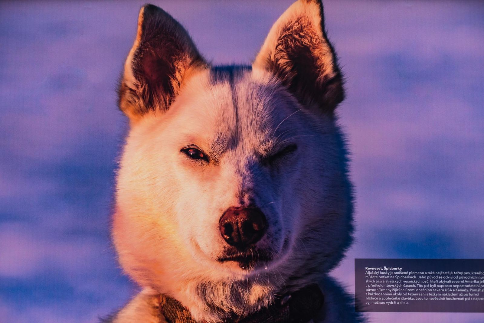 Výstava Zmrzlé světy