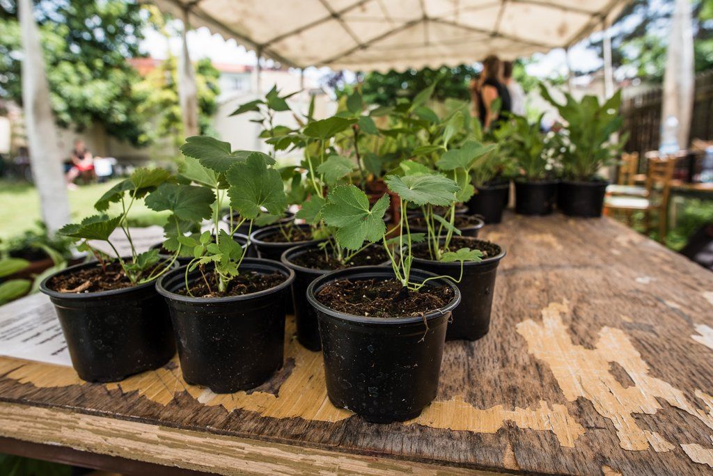 Víkend otevřených zahrad na Jiráskově náměstí (foto: M. Říský, 12.6.2021)