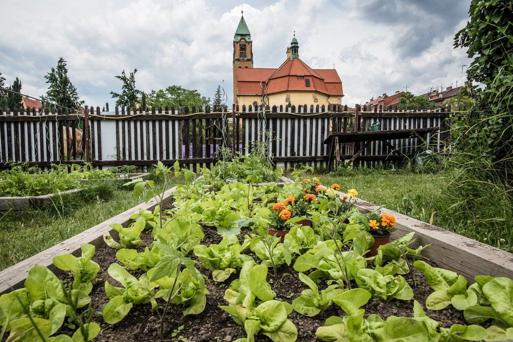 Víkend otevřených zahrad na Jiráskově náměstí (foto: M. Říský, 12.6.2021)