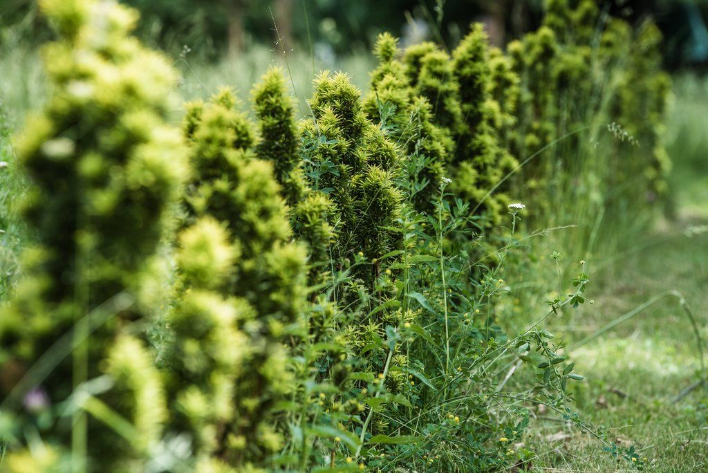 Víkend otevřených zahrad na Jiráskově náměstí (foto: M. Říský, 12.6.2021)