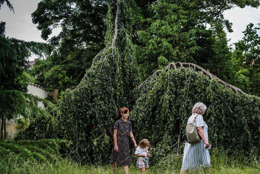 Víkend otevřených zahrad na Jiráskově náměstí (foto: M. Říský, 12.6.2021)