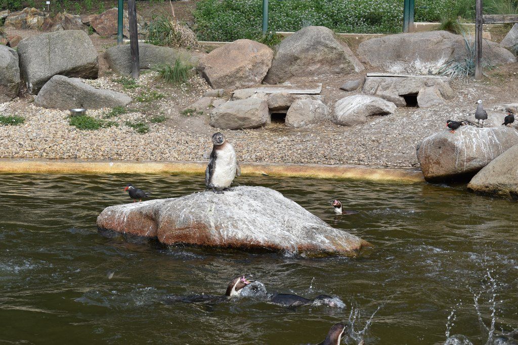 Plzeň pozvala děti z Dětského domova Domino do zoo (foto: A. Jarošová, 21.7.2021)