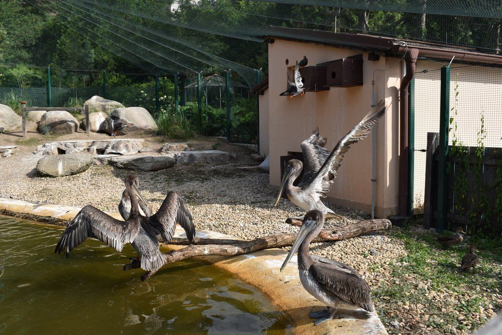Plzeň pozvala děti z Dětského domova Domino do zoo (foto: A. Jarošová, 21.7.2021)