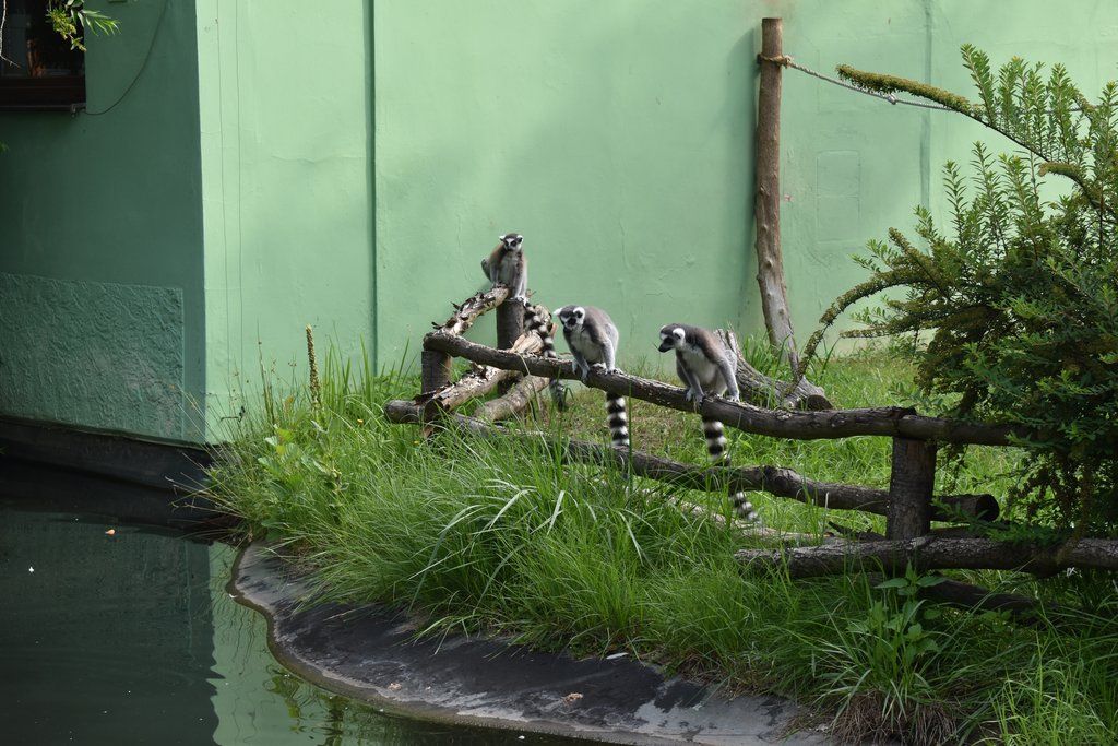 Plzeň pozvala děti z Dětského domova Domino do zoo (foto: A. Jarošová, 21.7.2021)