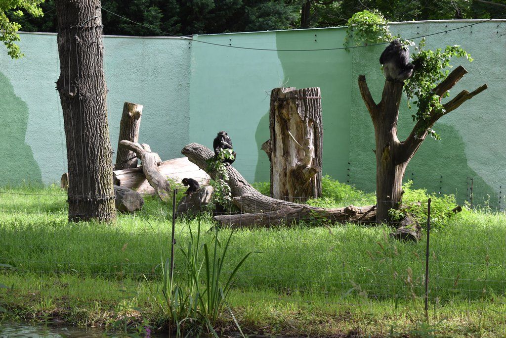 Plzeň pozvala děti z Dětského domova Domino do zoo (foto: A. Jarošová, 21.7.2021)