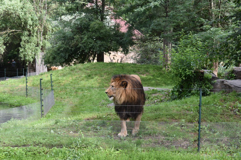 Plzeň pozvala děti z Dětského domova Domino do zoo (foto: A. Jarošová, 21.7.2021)