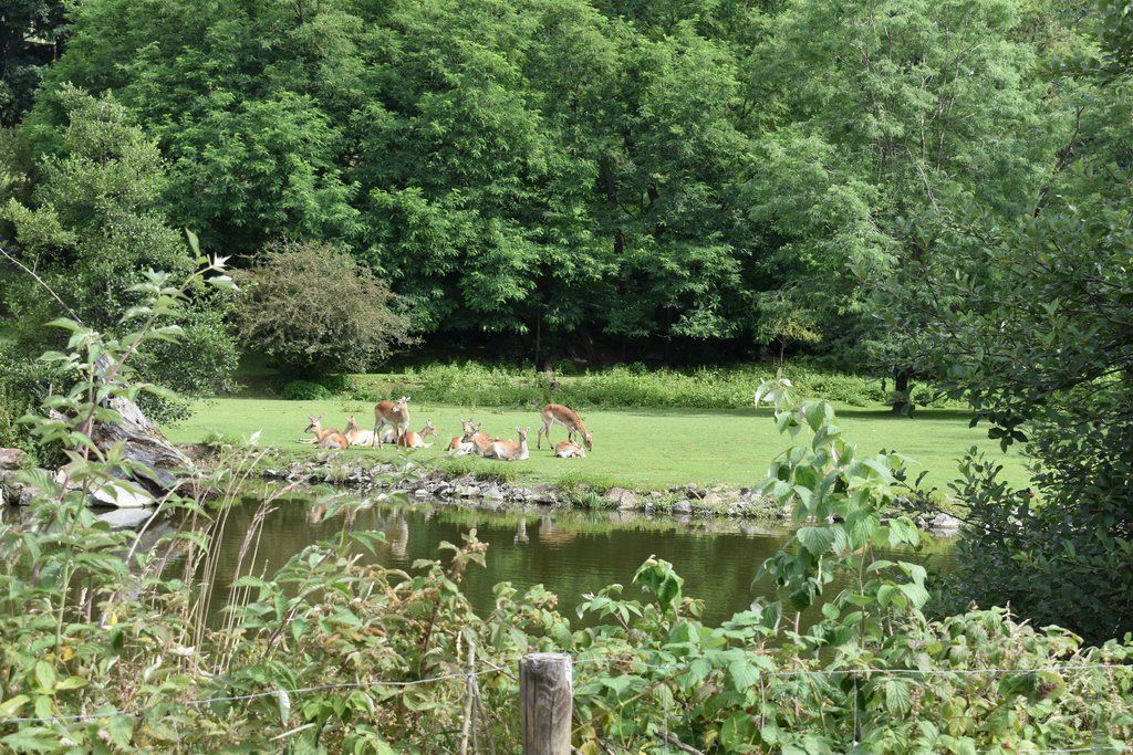 Plzeň pozvala děti z Dětského domova Domino do zoo (foto: A. Jarošová, 21.7.2021)