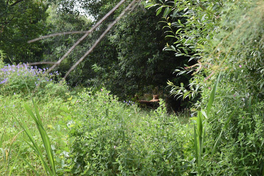 Plzeň pozvala děti z Dětského domova Domino do zoo (foto: A. Jarošová, 21.7.2021)