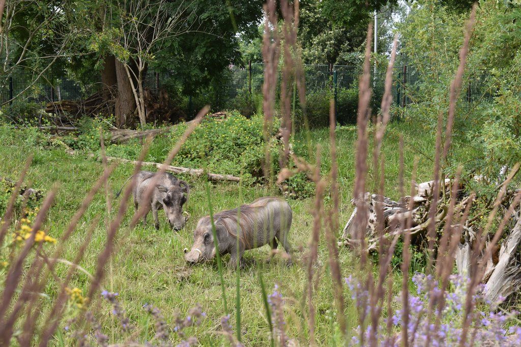 Plzeň pozvala děti z Dětského domova Domino do zoo (foto: A. Jarošová, 21.7.2021)