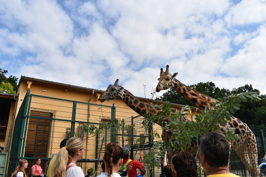 Plzeň pozvala děti z Dětského domova Domino do zoo (foto: A. Jarošová, 21.7.2021)