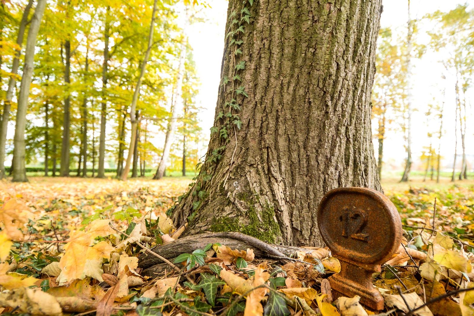 Plzeň nabízí nový způsob pohřbívání, na Ústředním hřbitově lze ostatky uložit ke kořenům