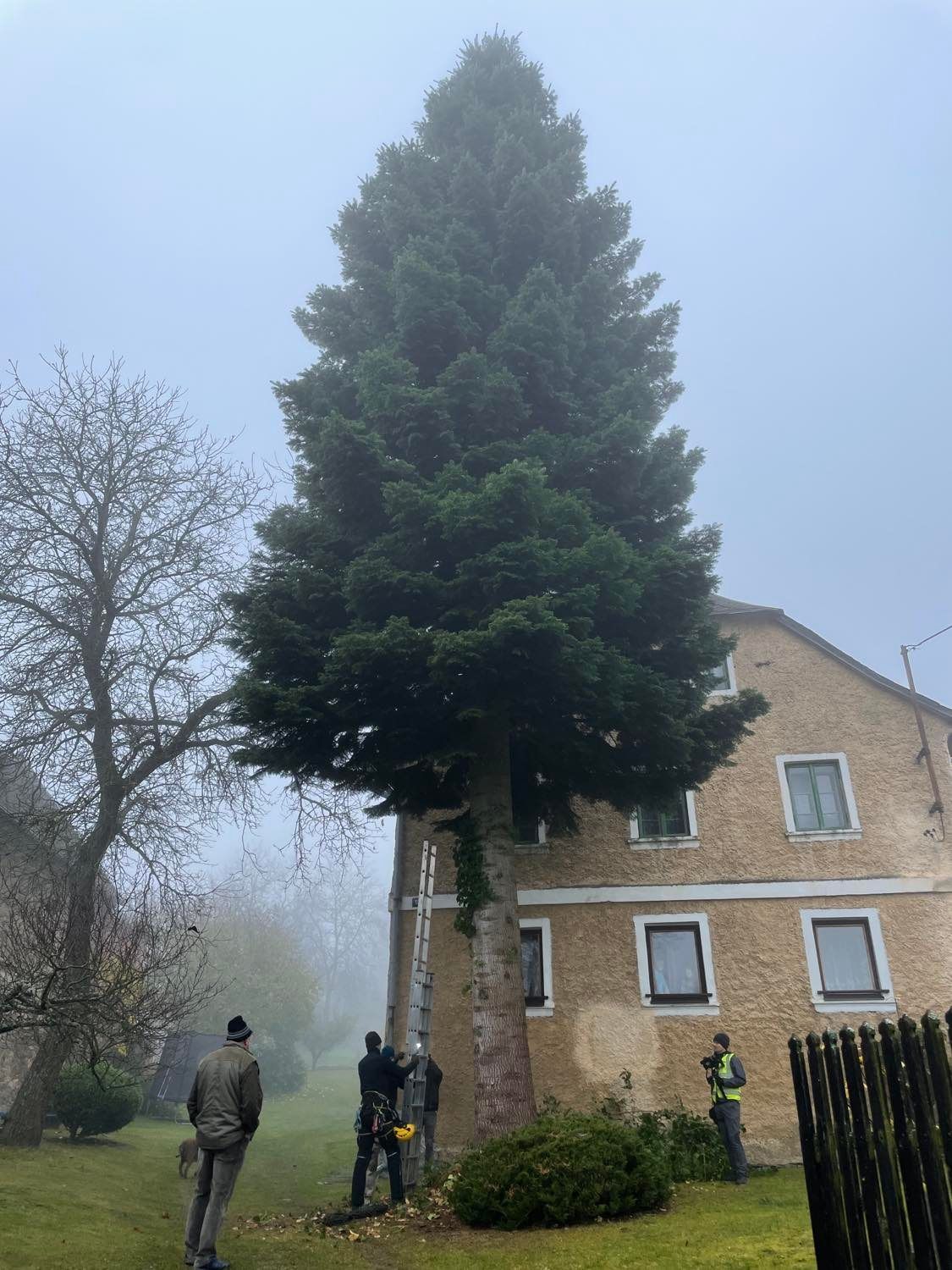 Vánoční strom na náměstí Republiky (foto: Jana Apolínová, 12.11.2021)