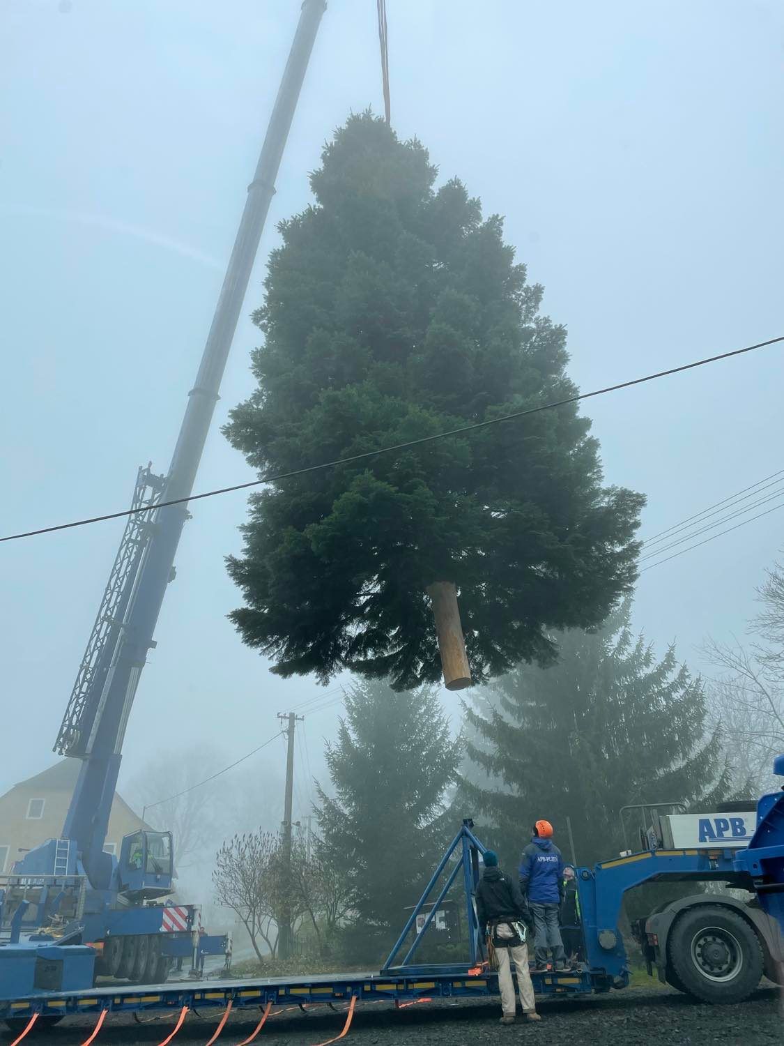 Vánoční strom na náměstí Republiky (foto: Jana Apolínová, 12.11.2021)