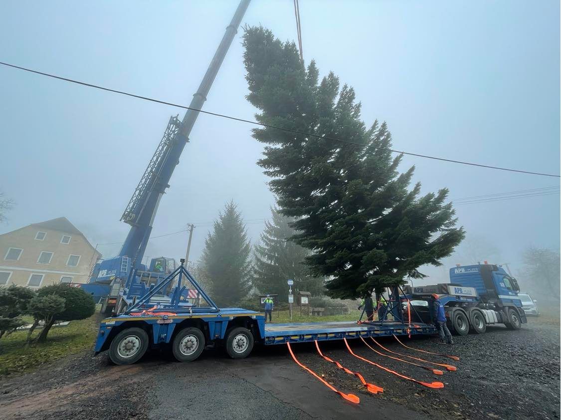 Vánoční strom na náměstí Republiky (foto: Jana Apolínová, 12.11.2021)