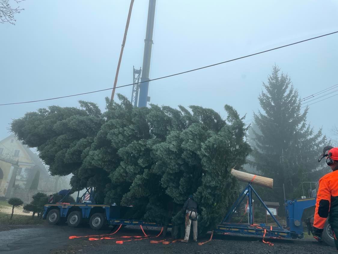 Vánoční strom na náměstí Republiky (foto: Jana Apolínová, 12.11.2021)