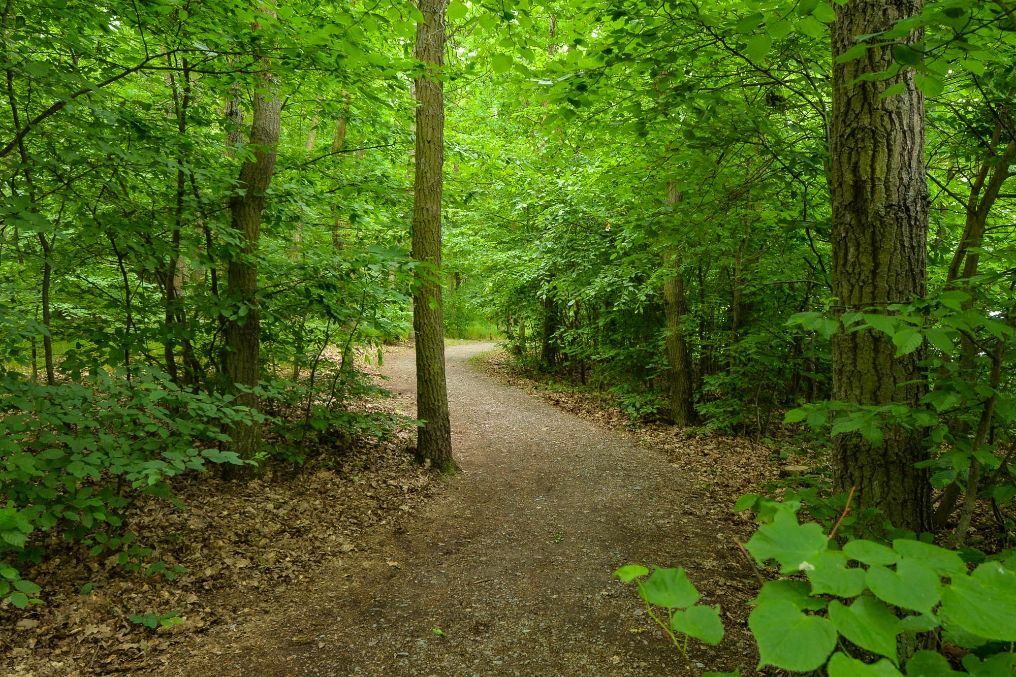 Plzni přibyla nová naučná stezka na Dubové hoře (foto: M. Pecuch, 26.5.2022)