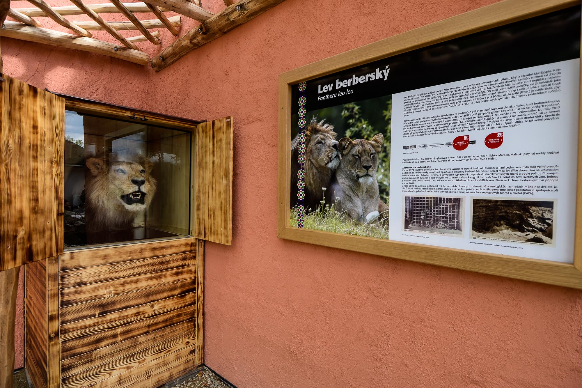 Plzeňská zoo modernizovala výběh pro lvy (foto: M. Pecuch, 28.6.2022)