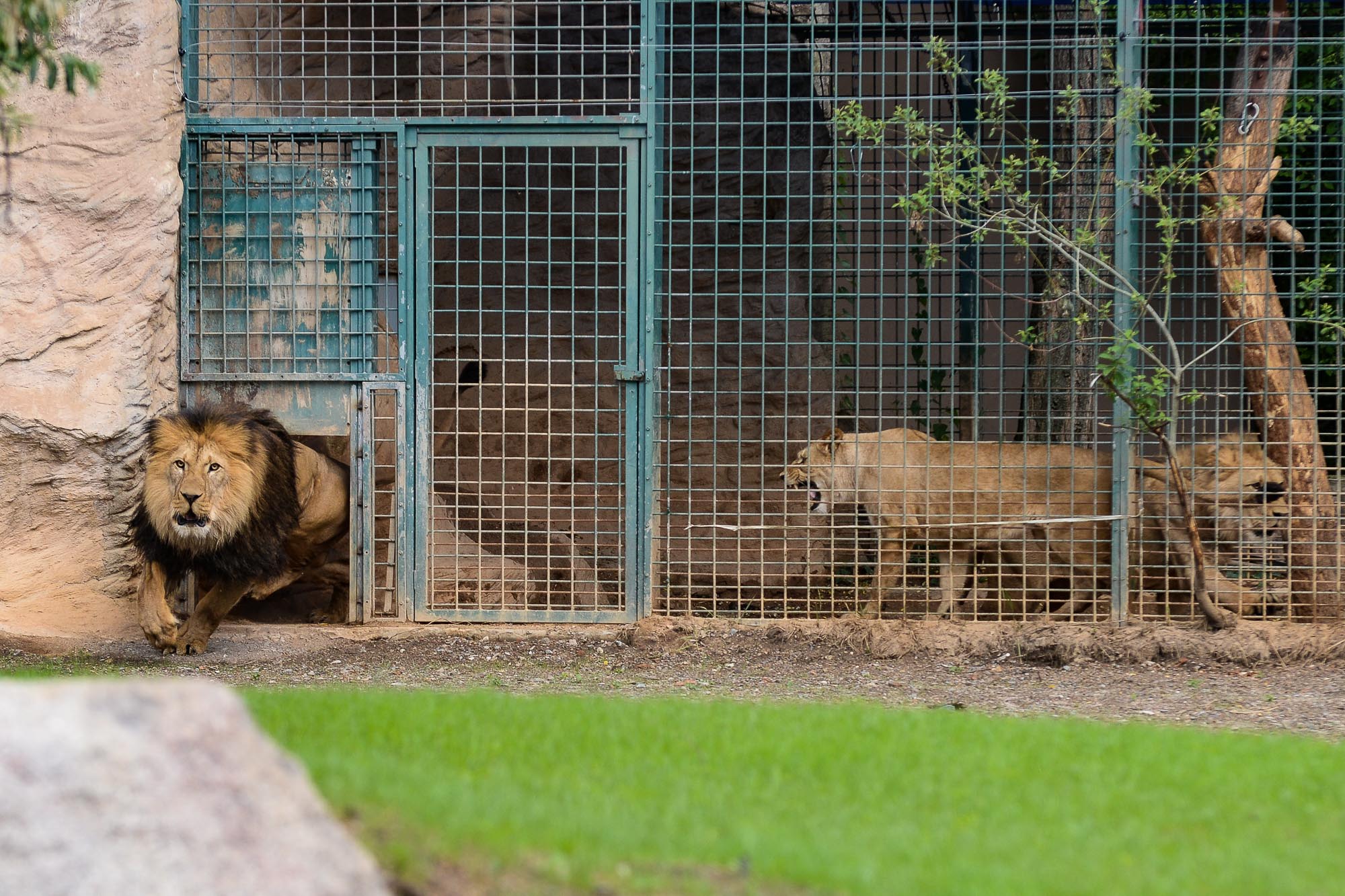 Plzeňská zoo modernizovala výběh pro lvy (foto: M. Pecuch, 28.6.2022)
